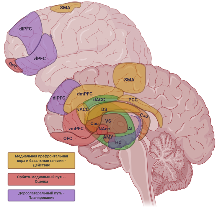 Основные области, задействованные в формировании апатии
