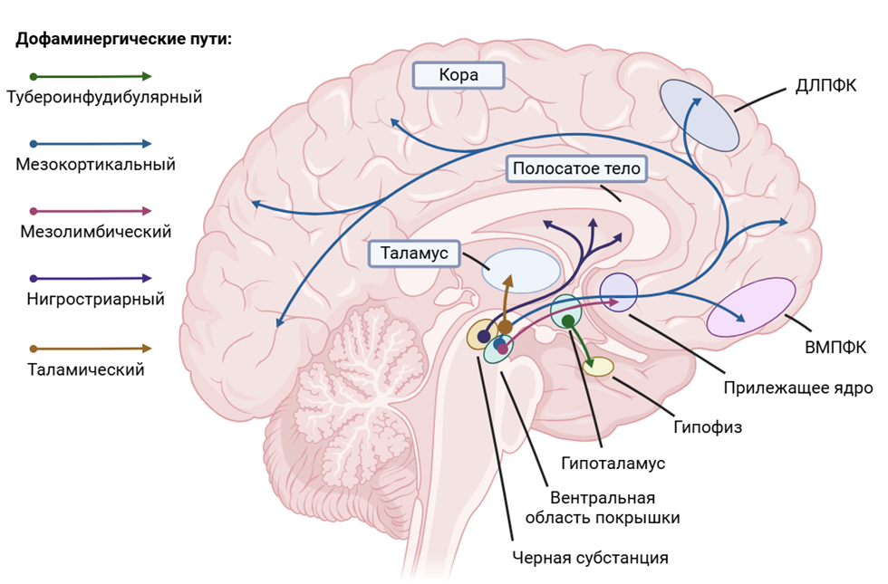 Дофаминергические проекции в головном мозге