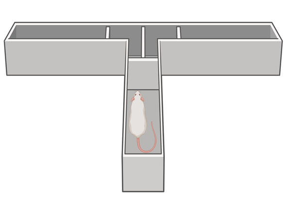 Основные установки для исследования целенаправленного поведения