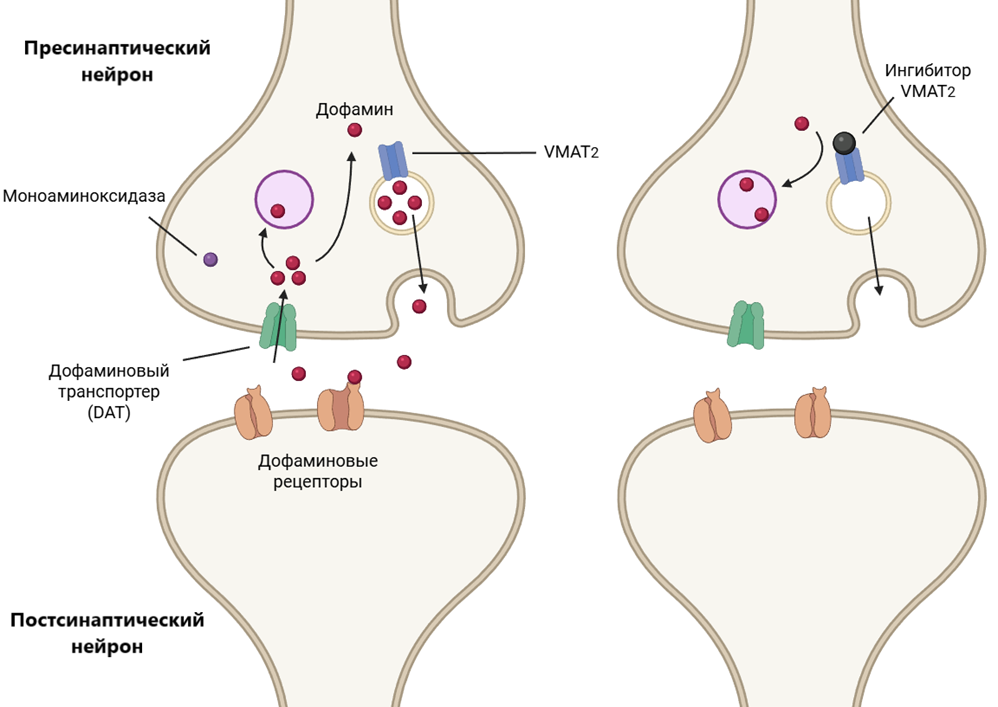 Влияние ингибиторов VMAT2 на нейротрансмиссию в дофаминовом синапсе