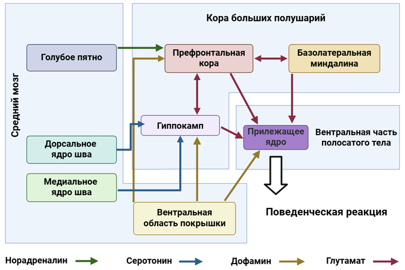 Взаимосвязь основных структур мозга, регулирующих поведение 