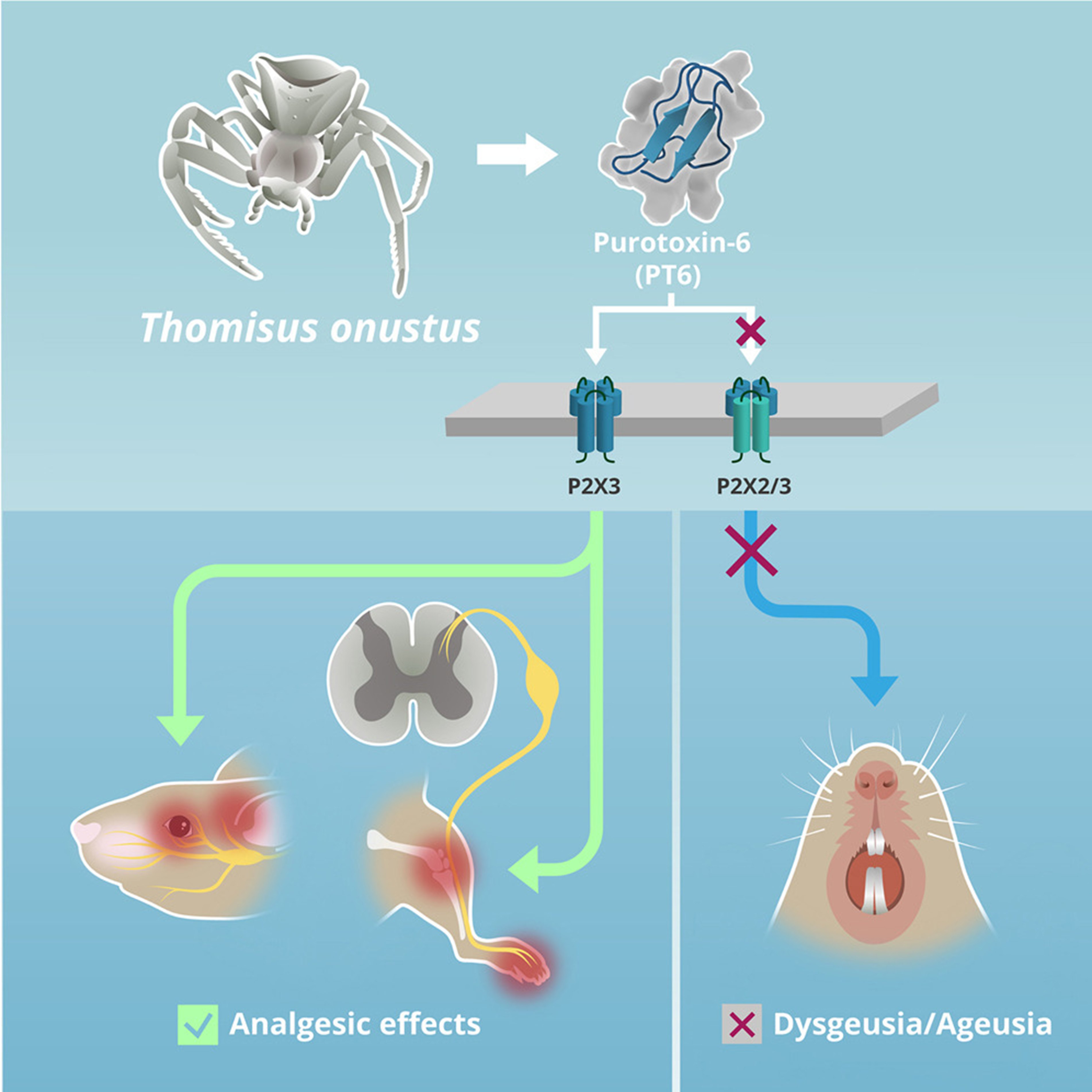 Пуротоксин PT-6 — кандидат в идеальные анальгетики