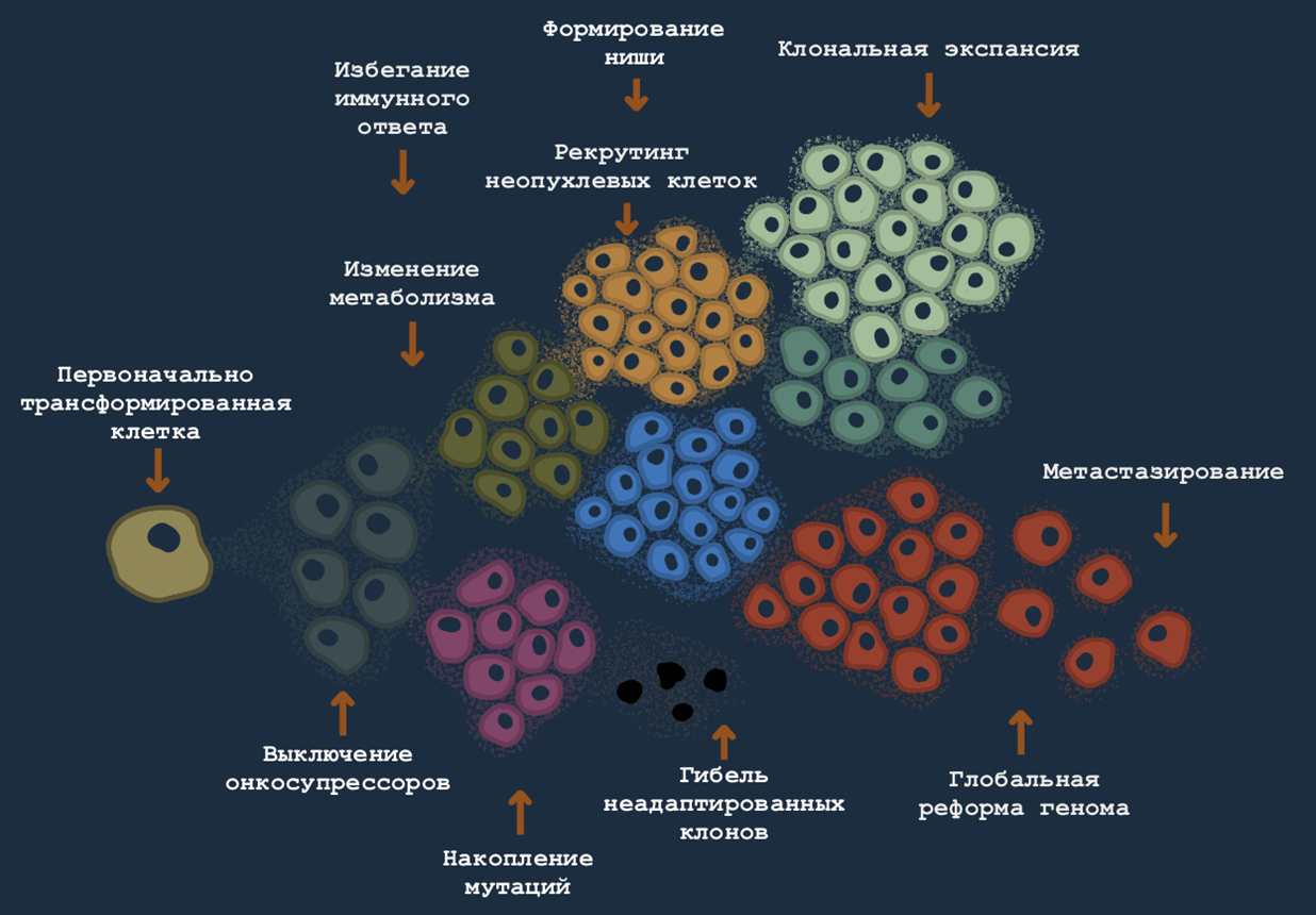 Эволюция и клональная экспансия раковых клеток