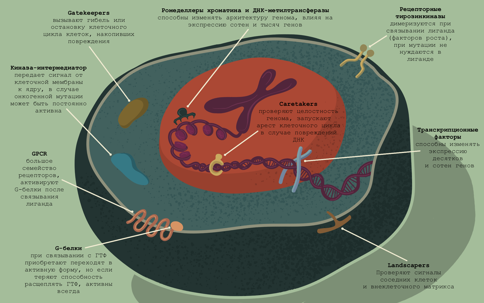 Клеточная топография онкогенов и онкосупрессоров