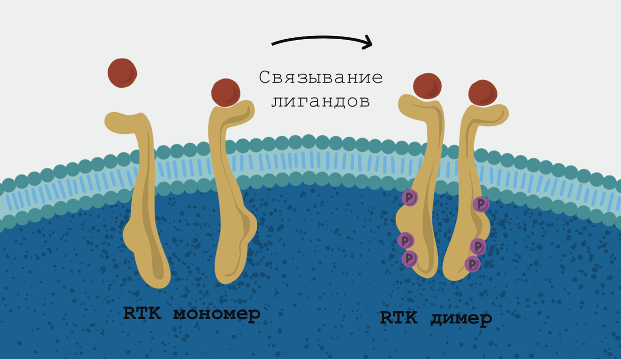 Схема димеризации рецепторных тирозинкиназ в норме