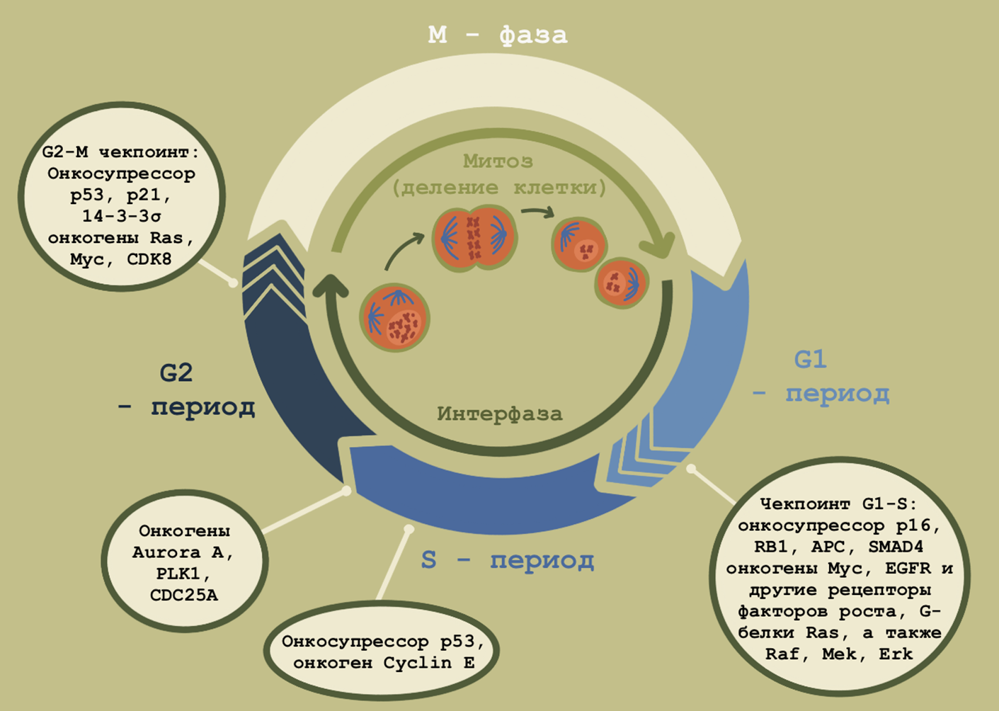 Клеточный цикл и фаза действия некоторых онкогенов и онкосупрессоров