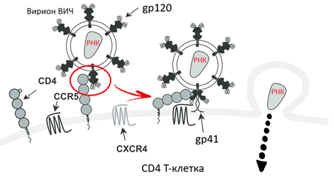 Проникновение ВИЧ в клетку