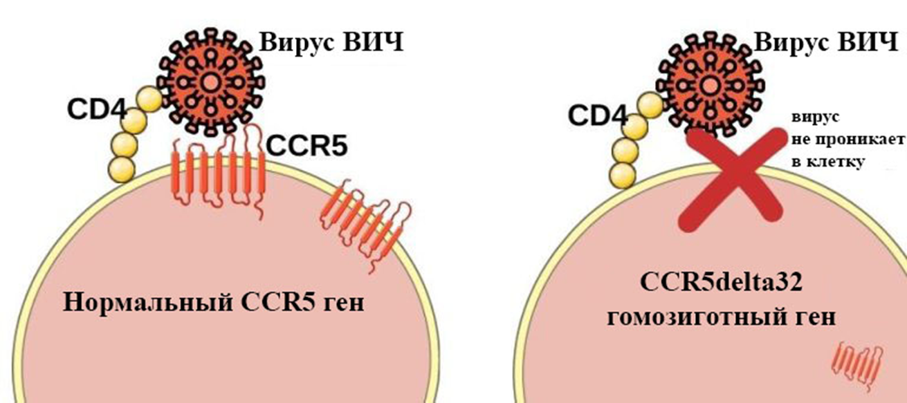 Гомозиготная мутация CCR5delta32 препятствует проникновению ВИЧ в CD4+ клетки
