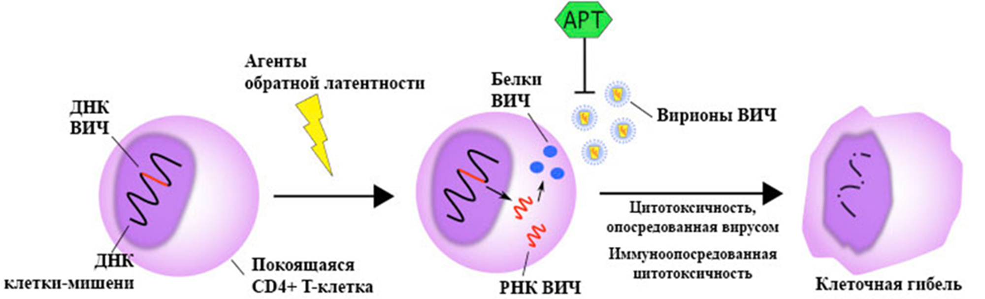 Стратегия «шок и убийство», направленная на уничтожение резервуаров ВИЧ