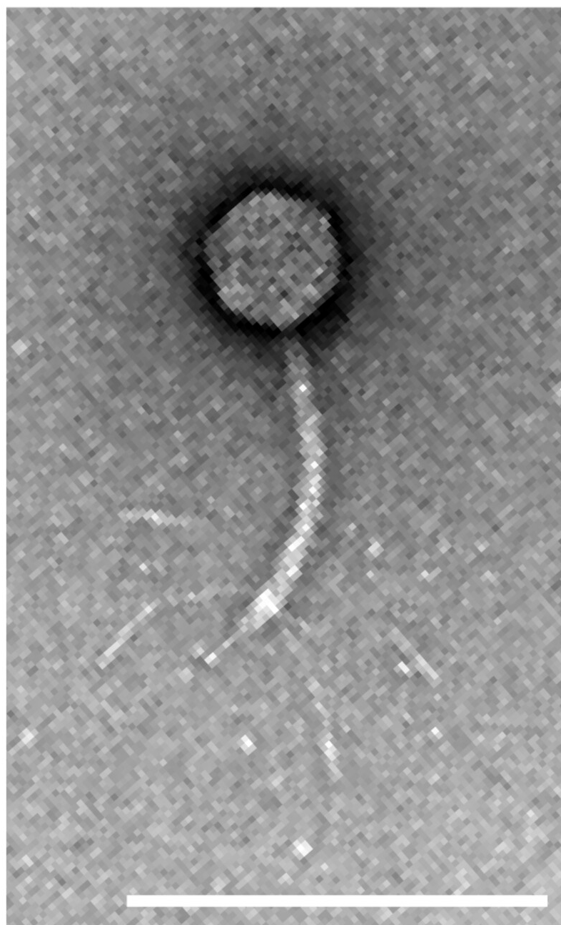 Внешний вид вириона фага NAR688 под электронным микроскопом