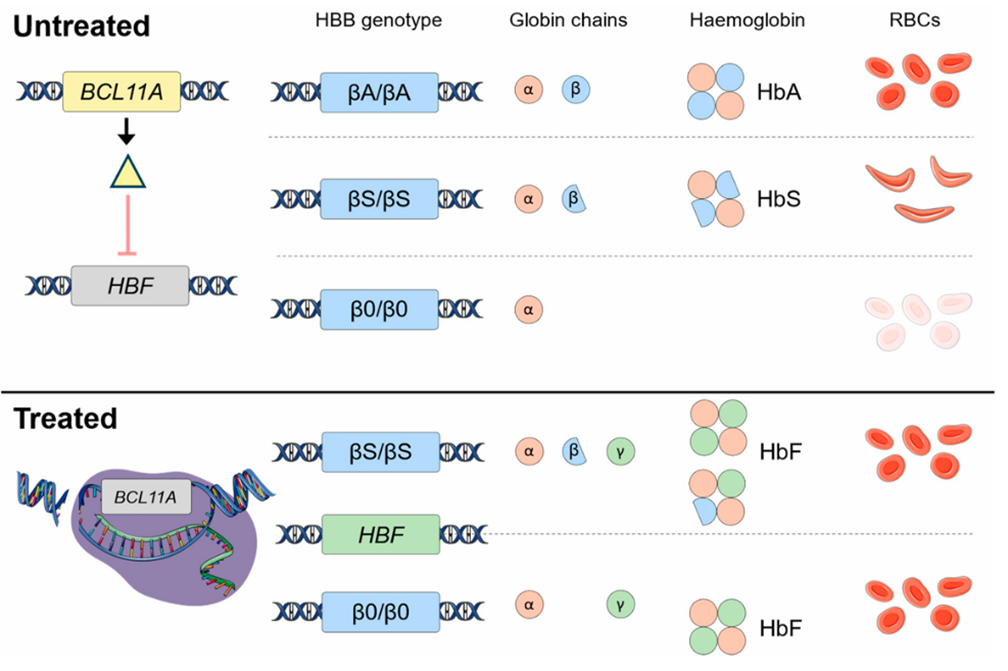 Молекулярный механизм действия Casgevy