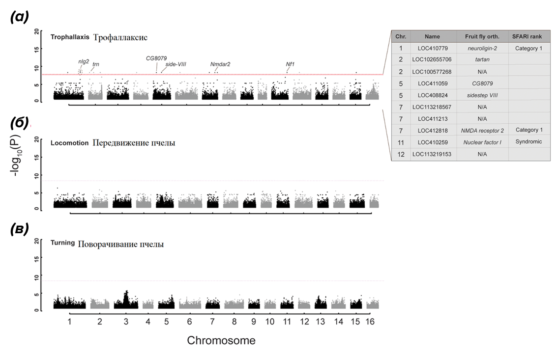 Полногеномное секвенирование разных поведенческих групп пчел