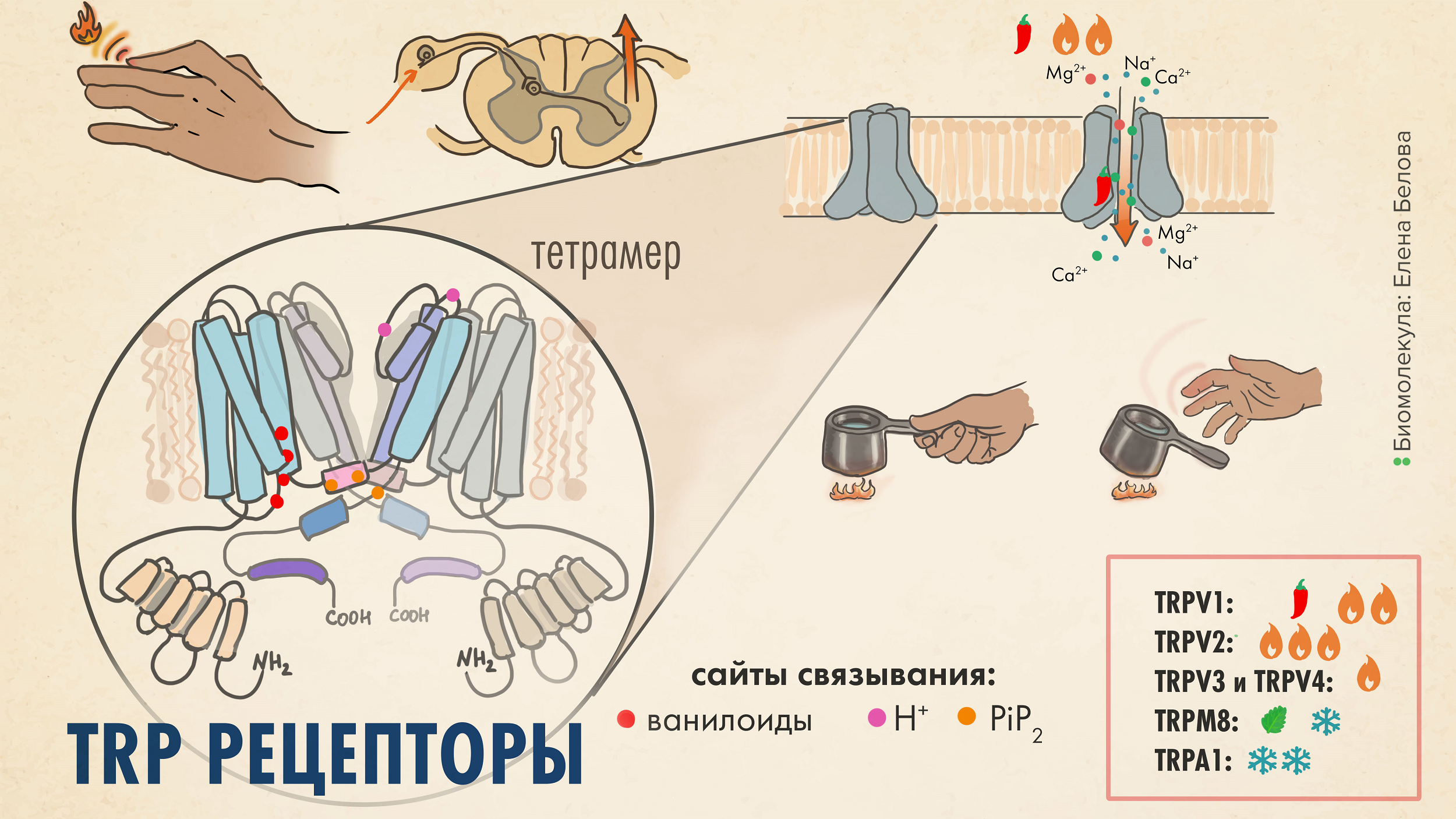 TRP-рецепторы — важные молекулярные сенсоры