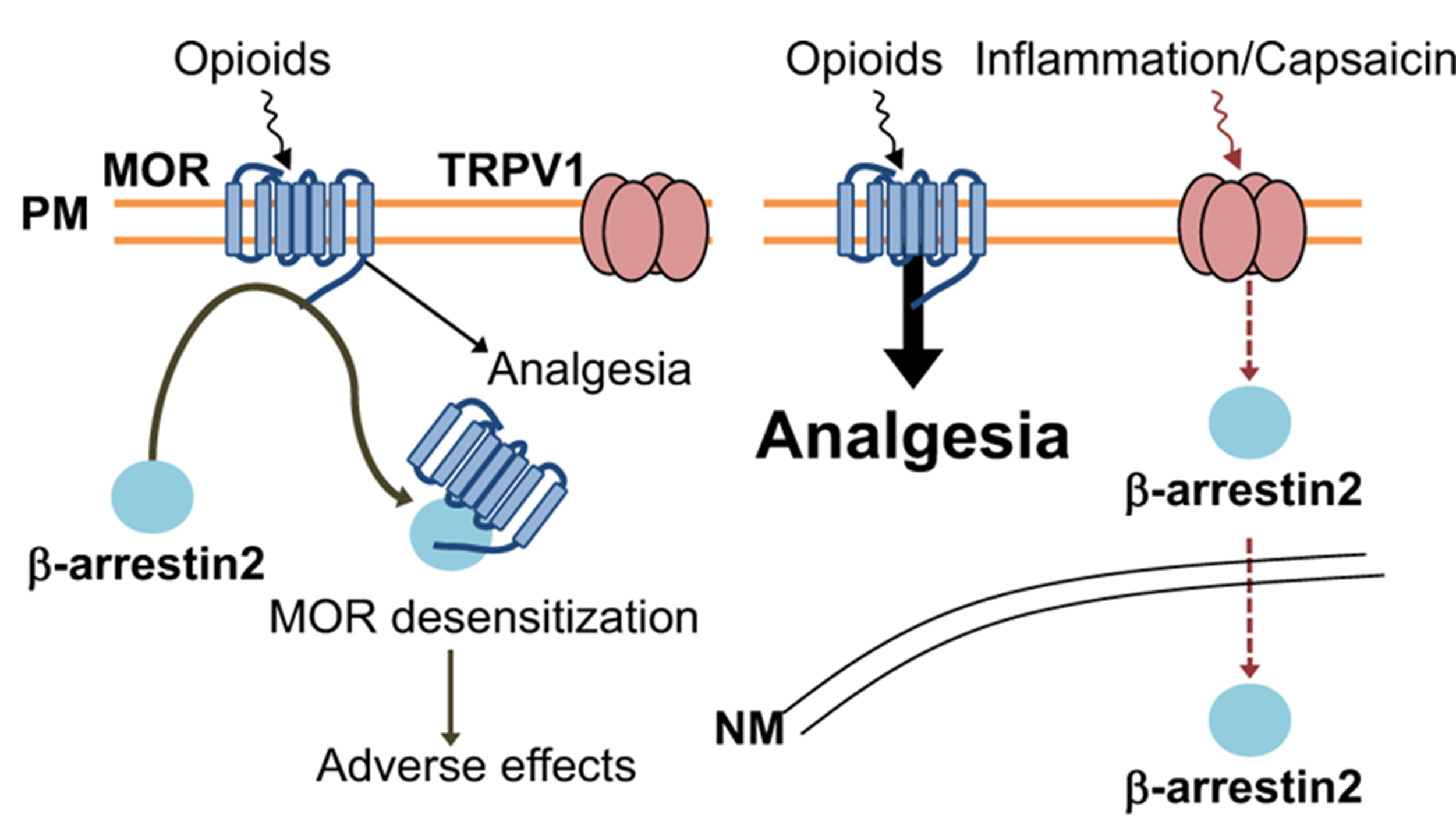 Перезагрузка опиоидов: секрет β-аррестина в борьбе с болью и привыканием к опиоидам