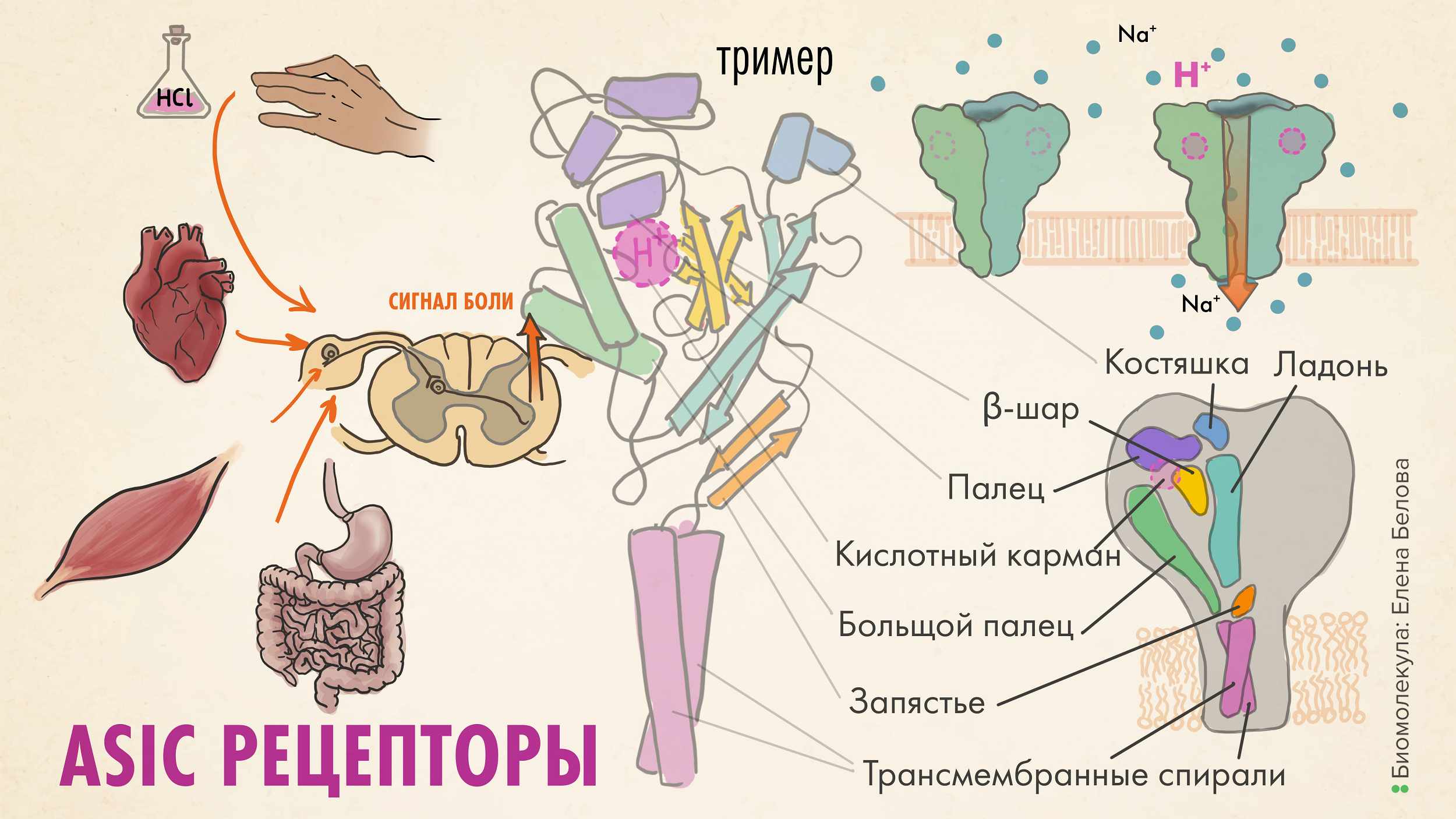 Кислоточувствительный ионный канал (ASIC) — сенсор боли