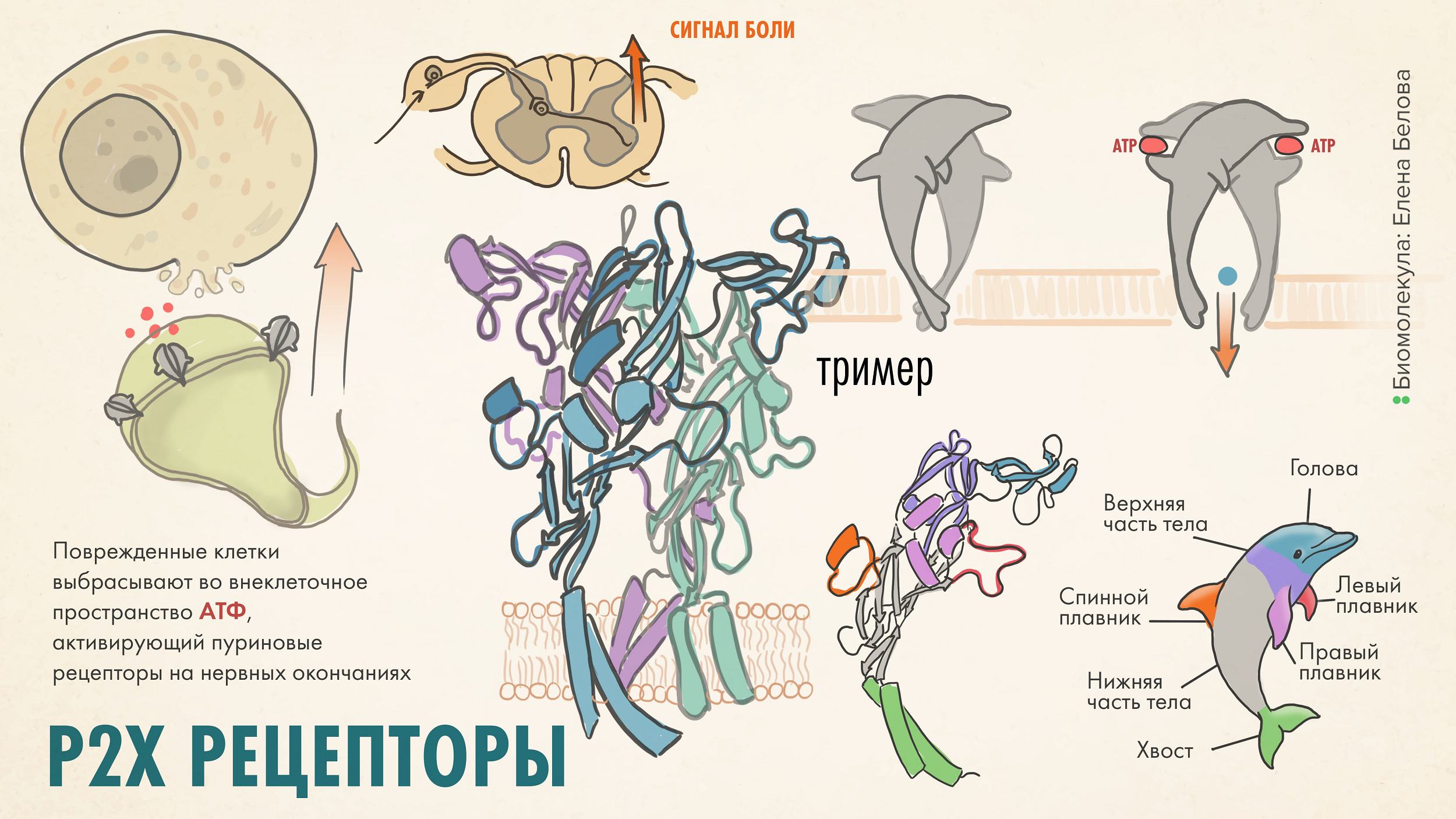 Пуриновые рецепторы P2X — перспективная мишень новых анальгетиков