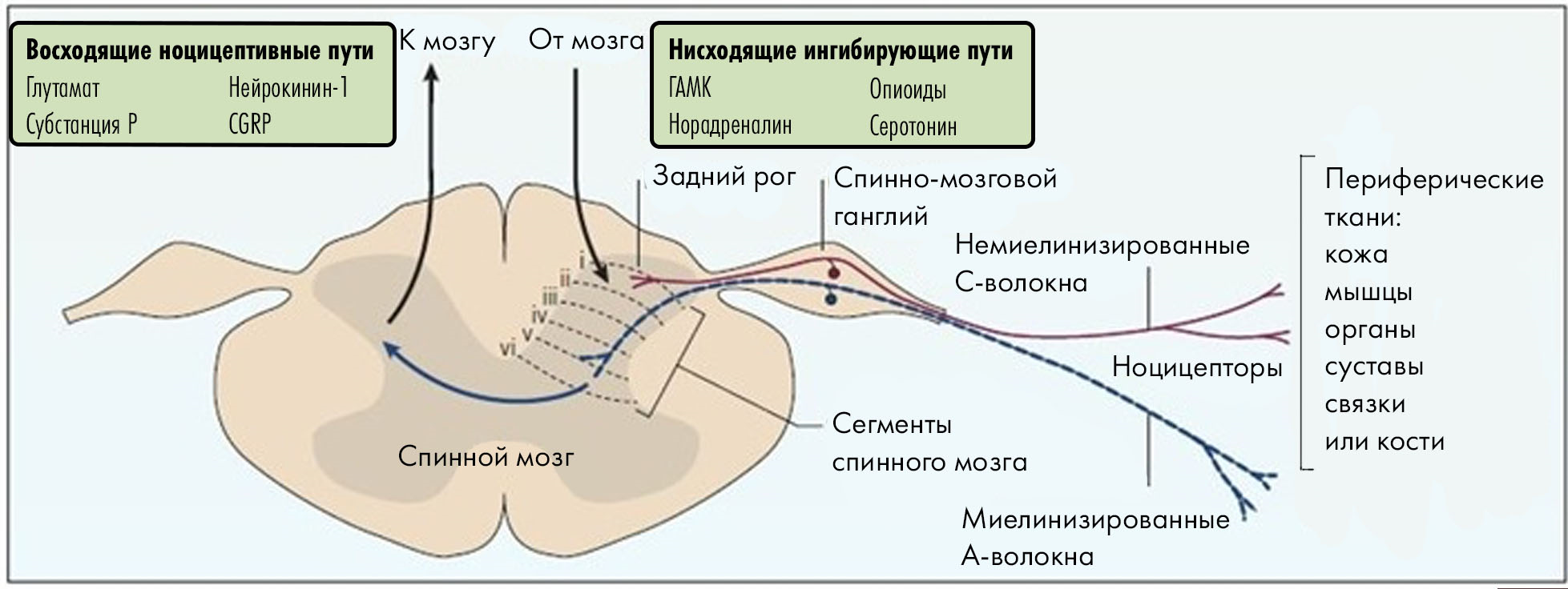 Туда и обратно: как устроена система передачи сигнала в спинном мозге