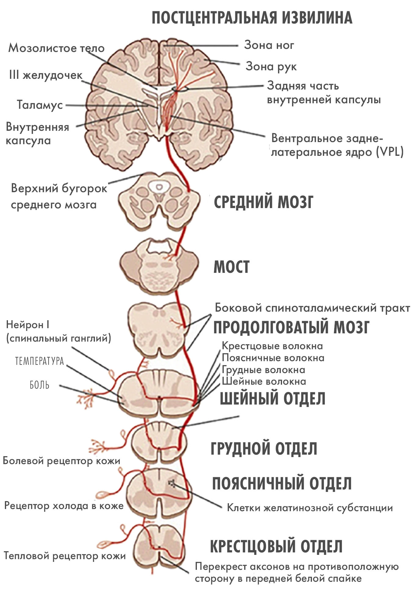 Когда вы касаетесь горячего предмета, рецепторы кожи (да-да, TRPV!) передают сигнал по волокнам особых чувствительных нейронов