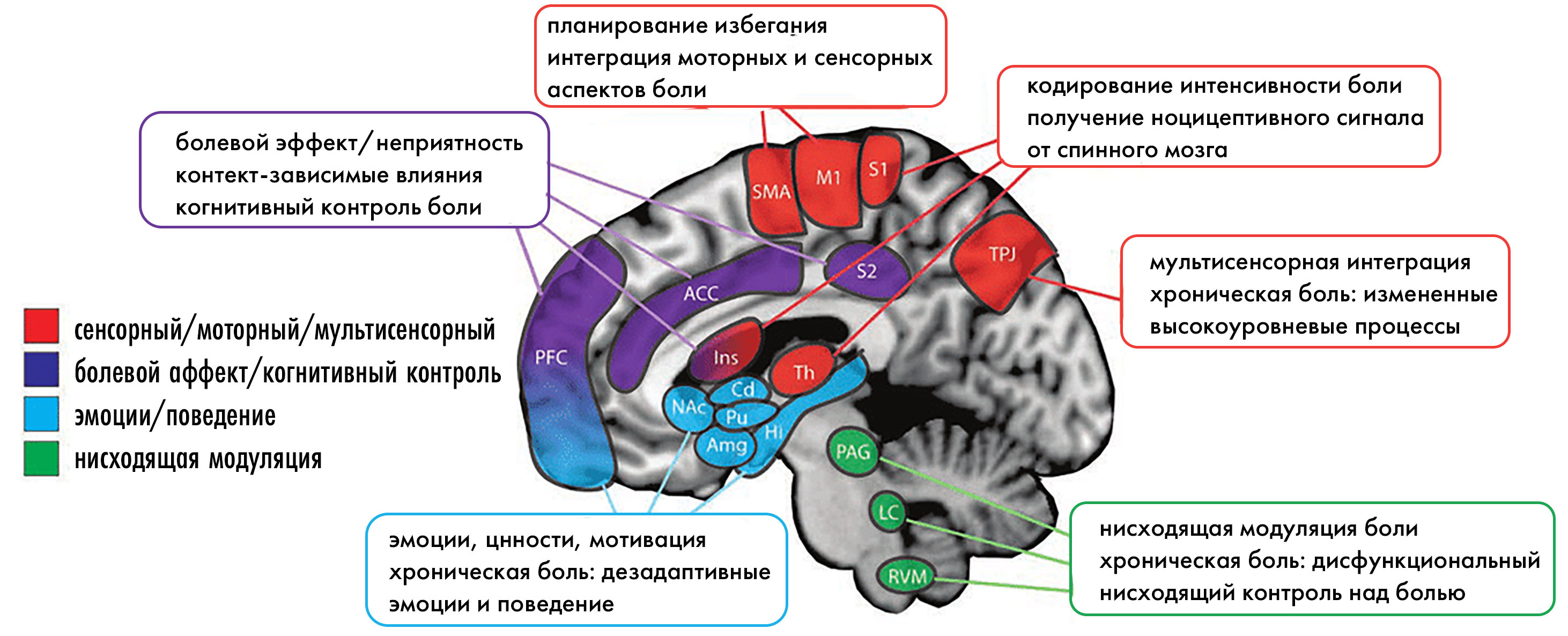 Комплексный «взгляд» мозга на болевой сигнал