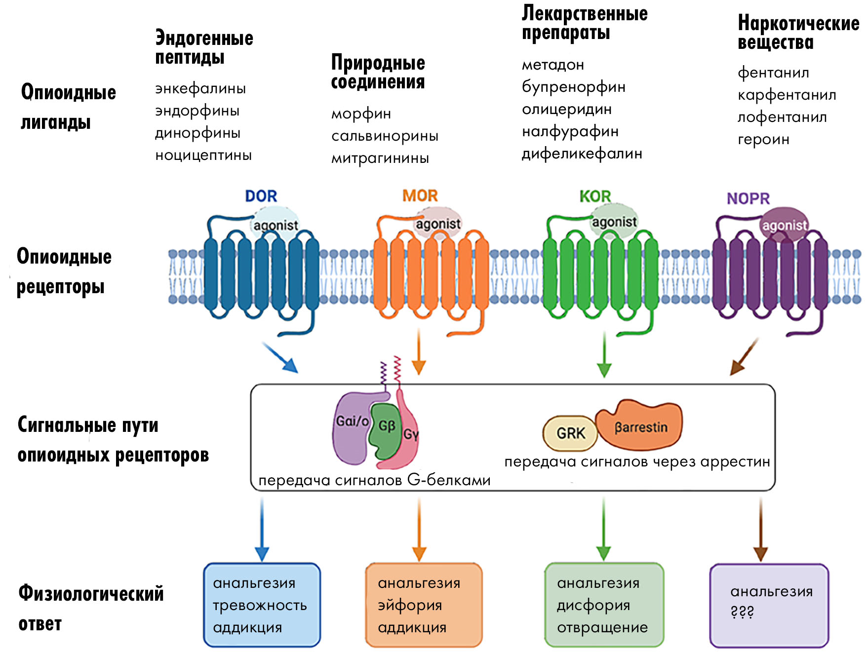 «От обезболивания до зависимости