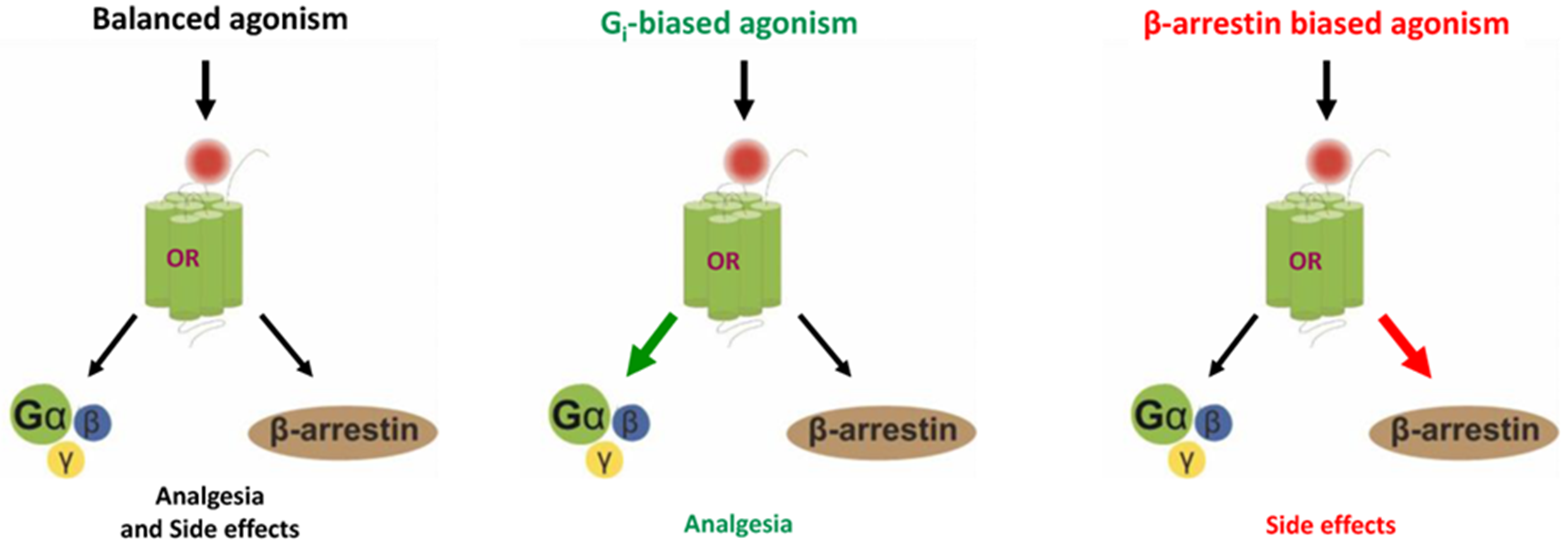 Два пути одной молекулы: сравнение эффектов G-белков и β-аррестина в опиоидной системе