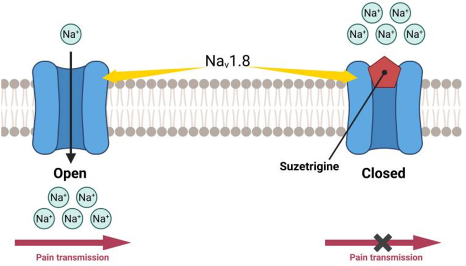 Одобрение сузетригина — это важный шаг в борьбе с опиоидным кризисом