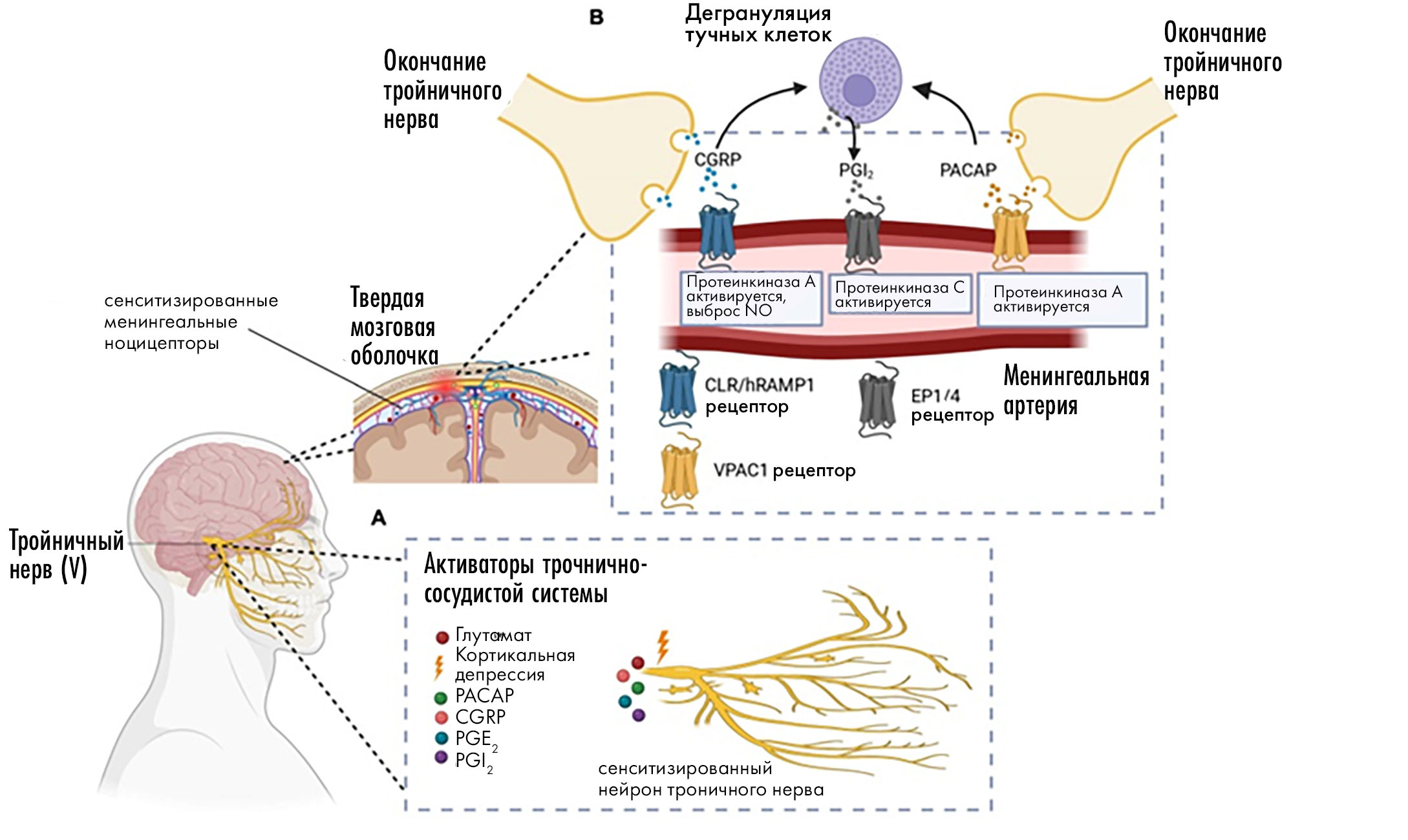 Как мигрень захватывает мозг: взгляд изнутри