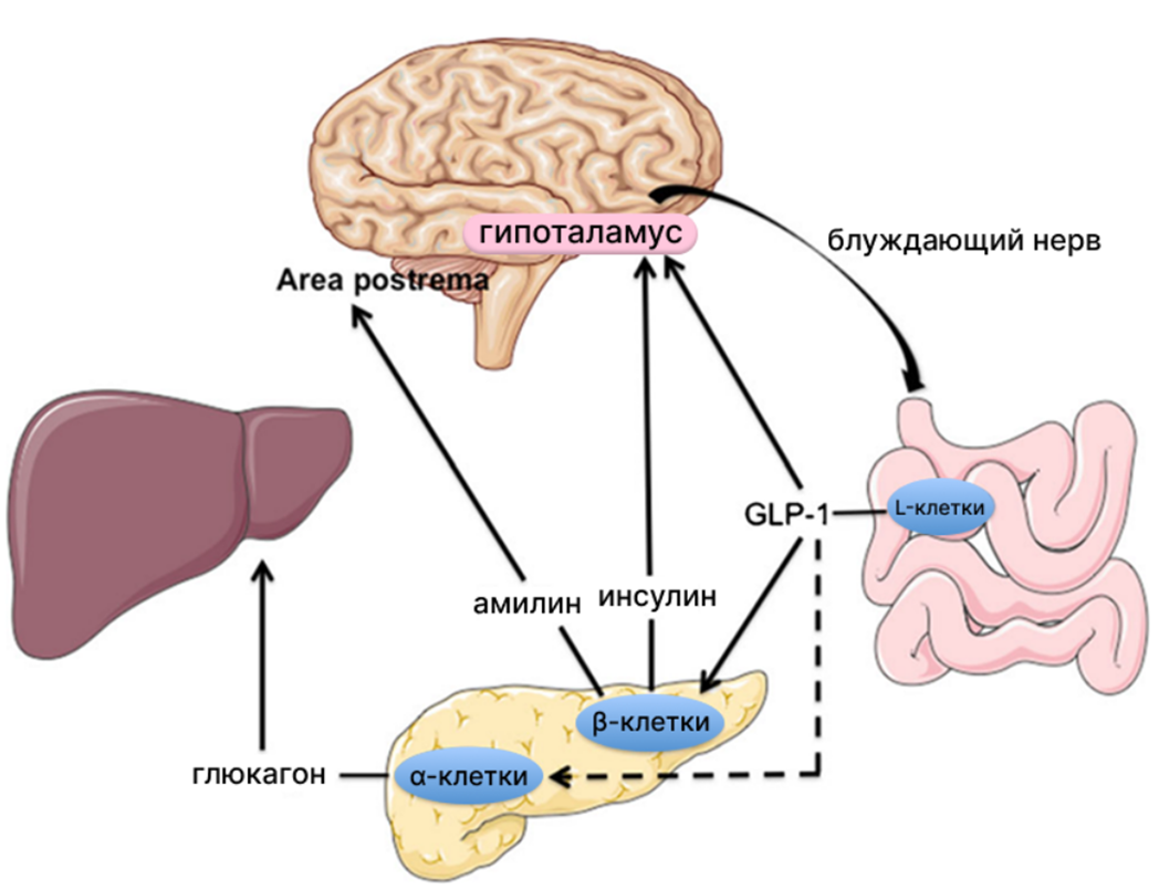 Схема работы амилина в организме