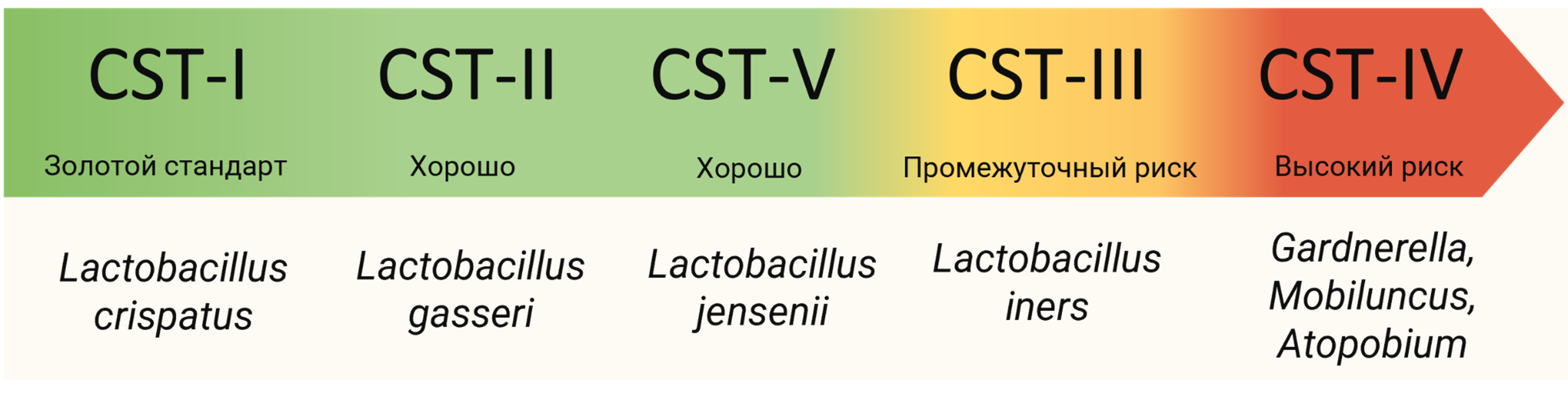 Типы микробного состояния (Community State Types, CST) во влагалище в зависимости от преобладающих видов бактерий