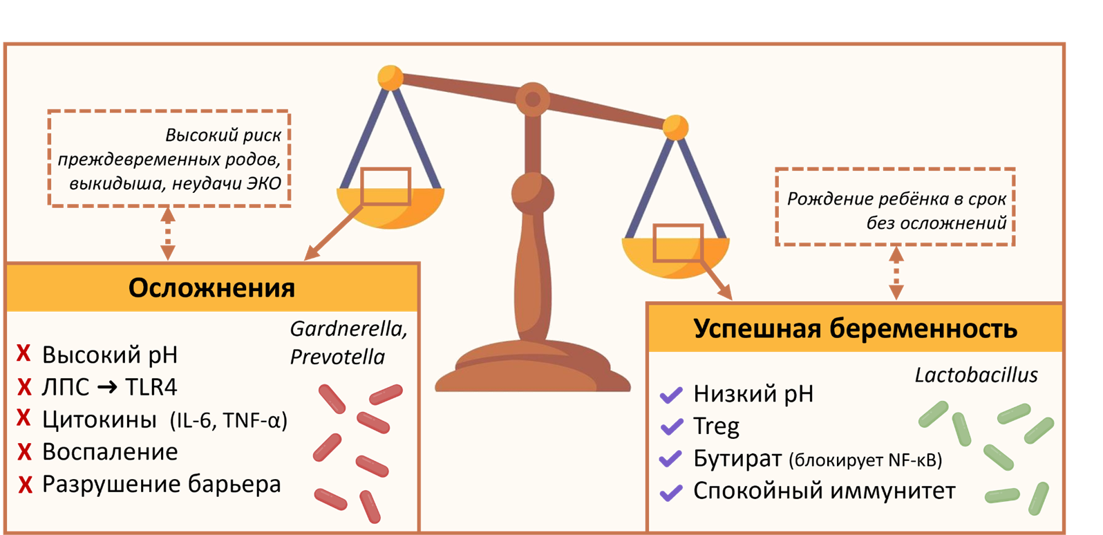 Как микробиота определяет исход беременности