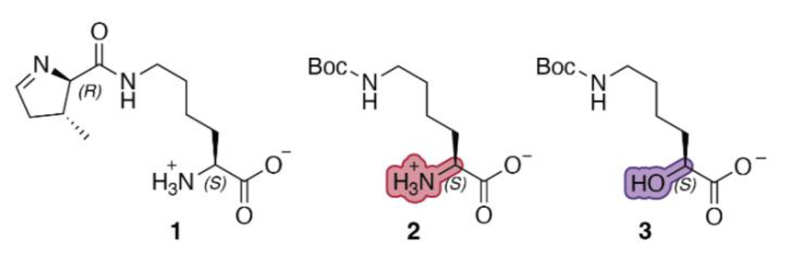 Структурная формула субстратов PylRS: пирролизина, Boc-лизина и Boc-лизина-OH