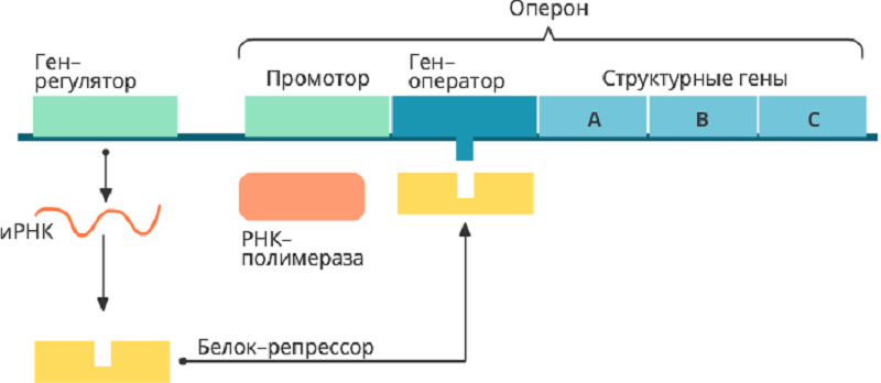 Структура оперона