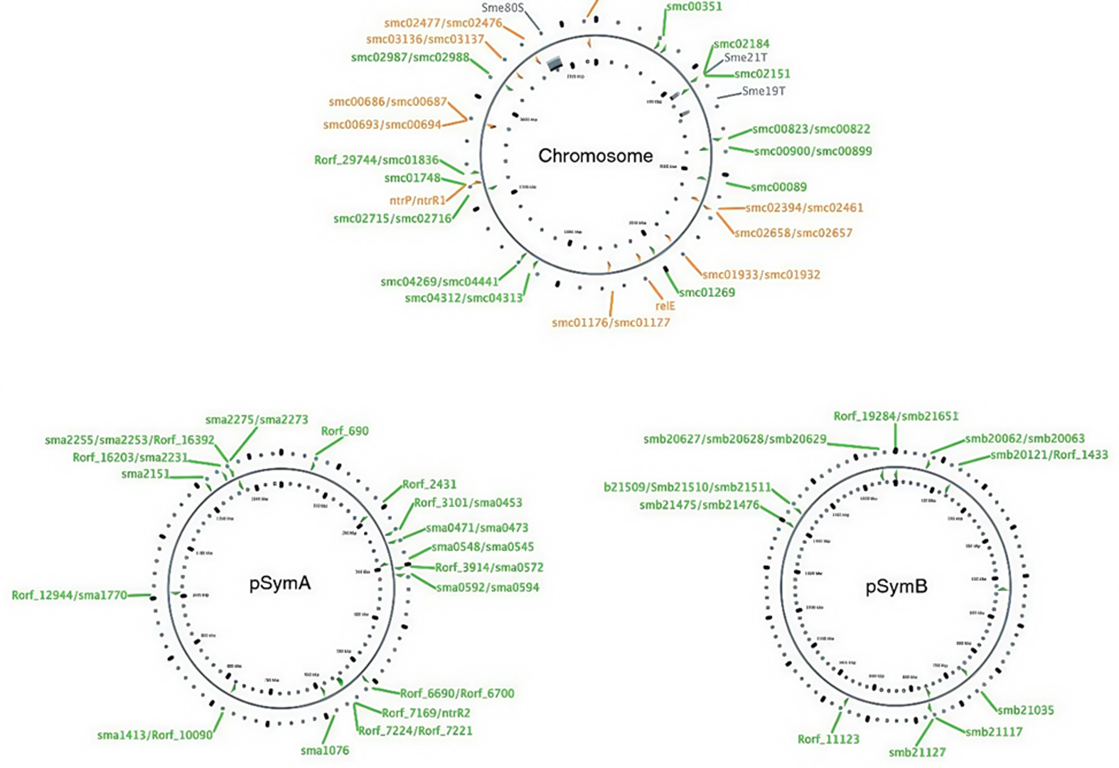 Карта локусов ТА-модулей в хромосоме и двух мегаплазмидах pSymA и pSymB Sinorhizobium meliloti