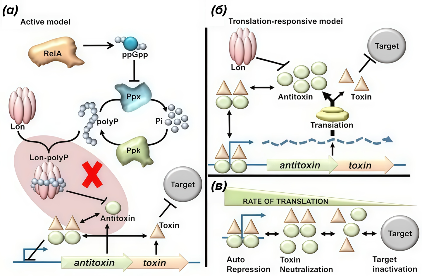 Различные модели регуляции систем токсин–антитоксин типа II