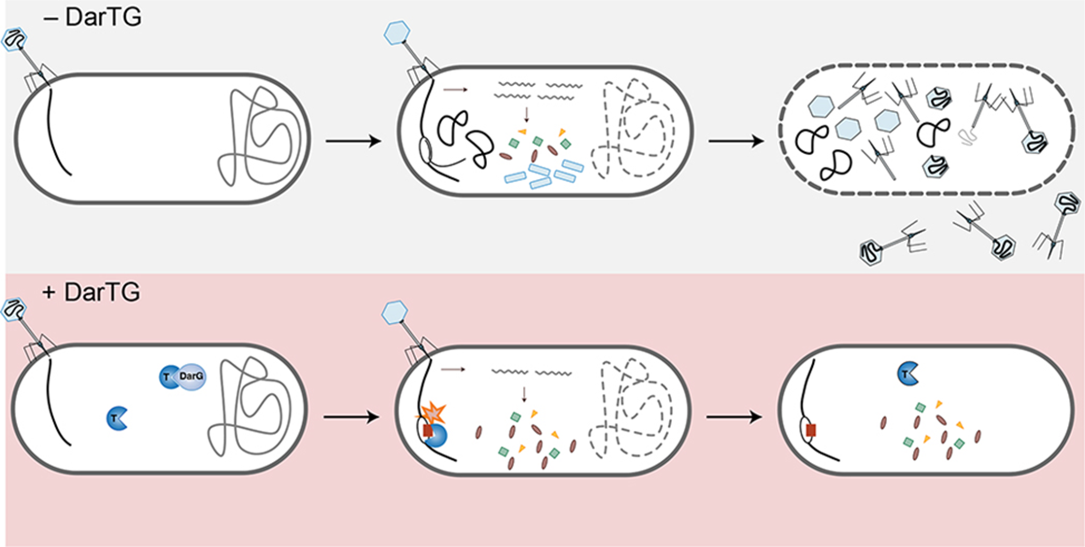 Принцип работы системы DarTG
