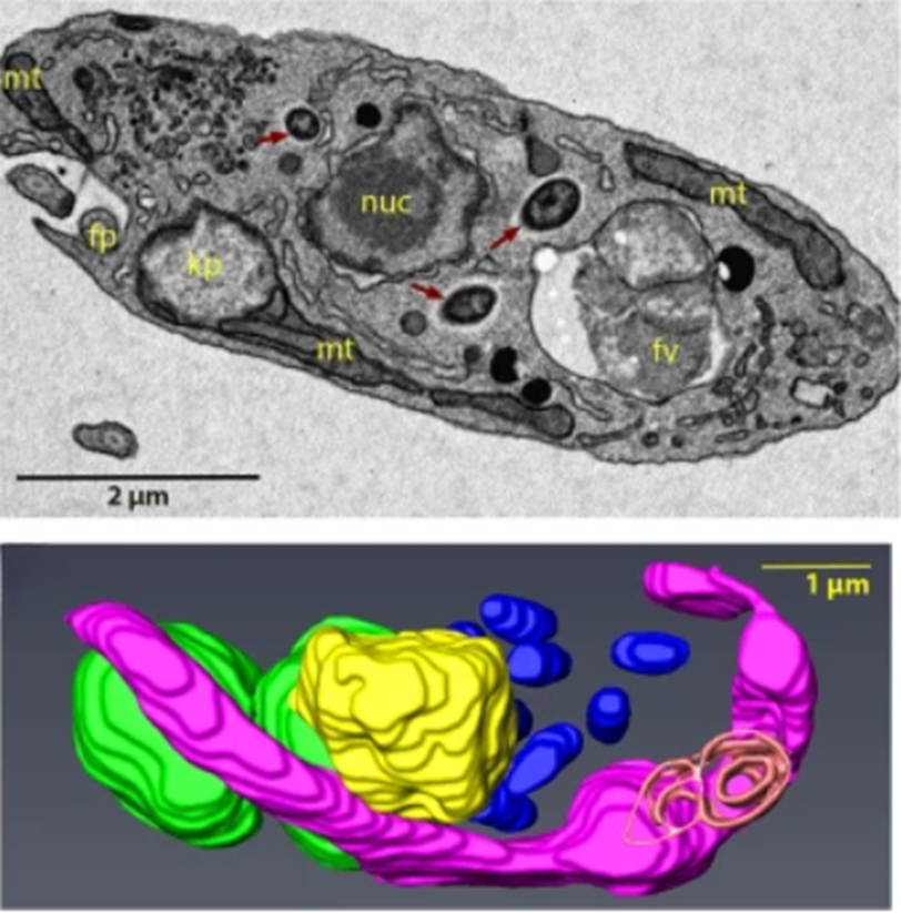 Симбиоз бактерий Candidatus Bodocaedibacter vickermanii с Bodo saltans