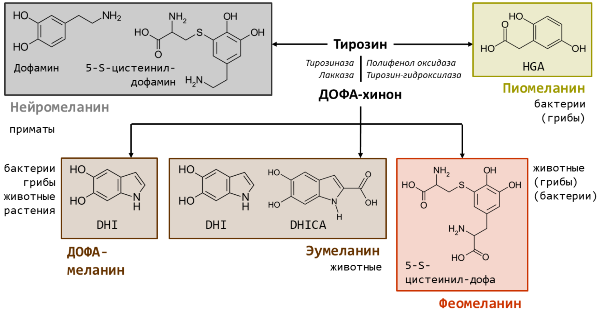 Упрощенные пути биосинтеза меланинов животных, растений, грибов и бактерий из тирозина