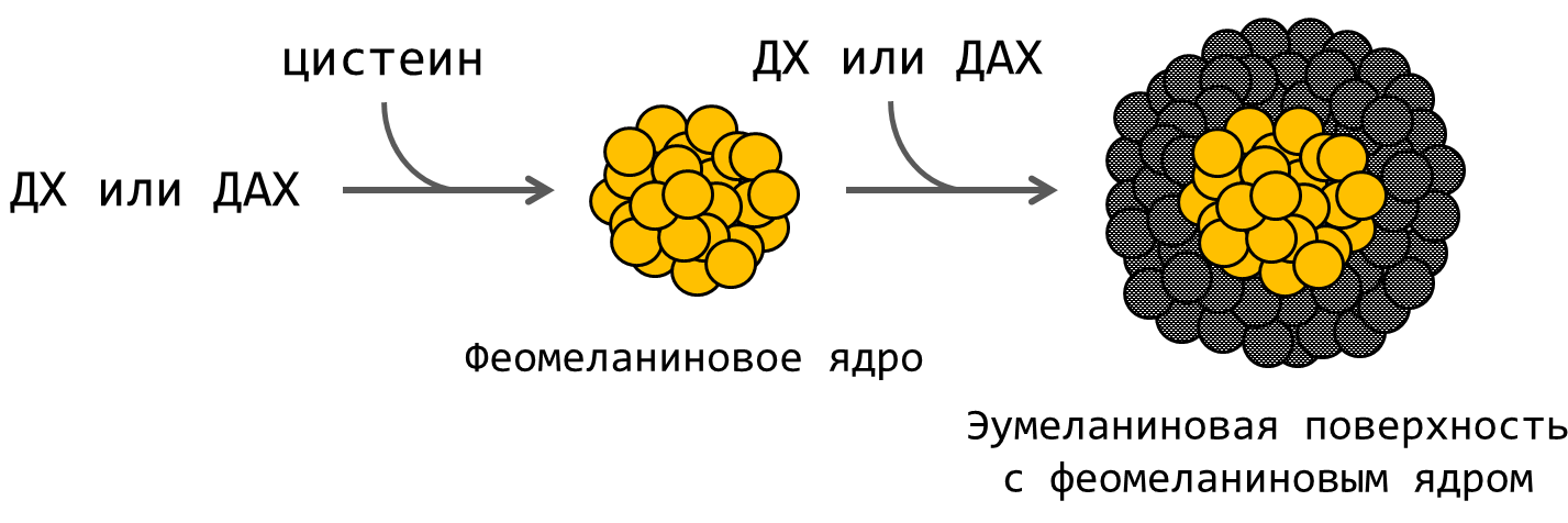 . Схема образования двуслойной структуры гранул нейромеланина в процессе смешанного меланогенеза