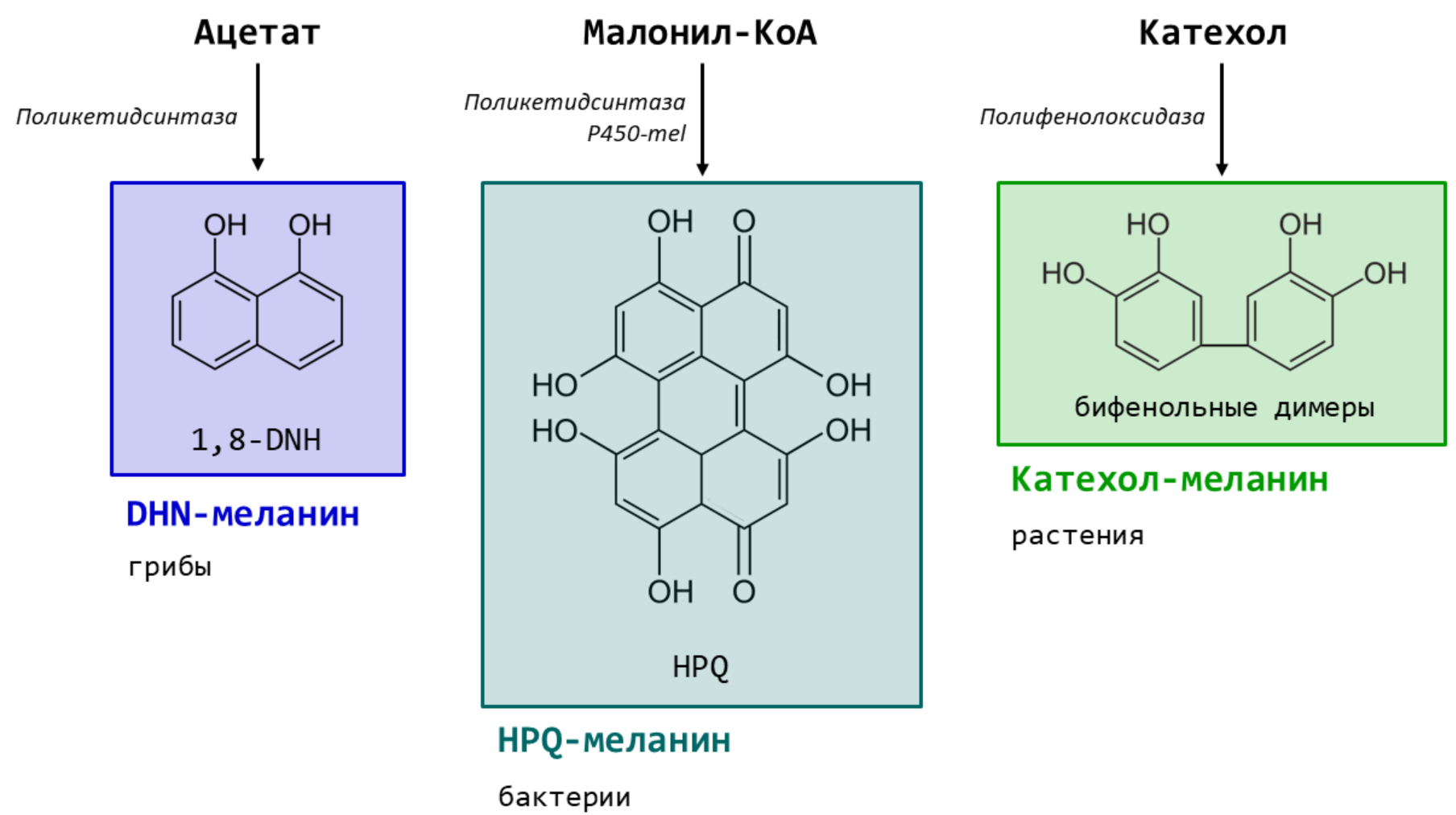 Упрощенные пути биосинтеза алломеланинов из субстратов, отличных от тирозина