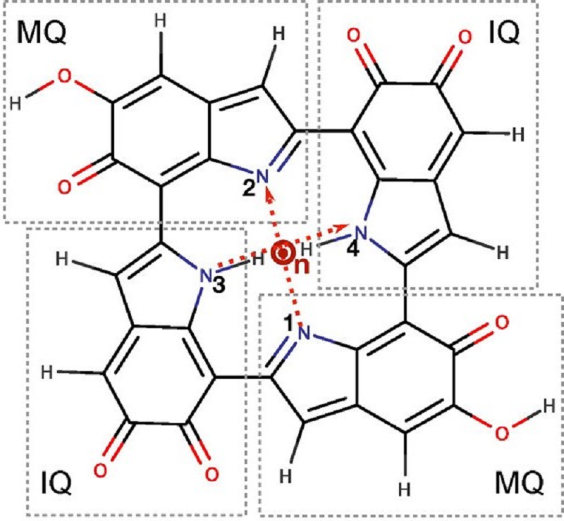 Химическая структура тетрамера DHI-меланина