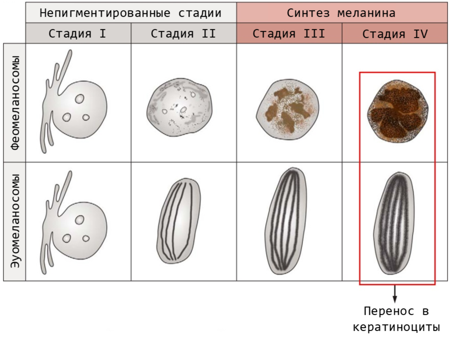 Стадии синтеза фео- и эумеланосом