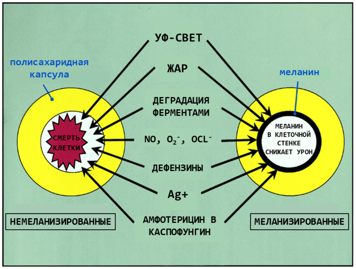 Меланин в клеточной стенке защищает патогенные грибы от повреждающих факторов