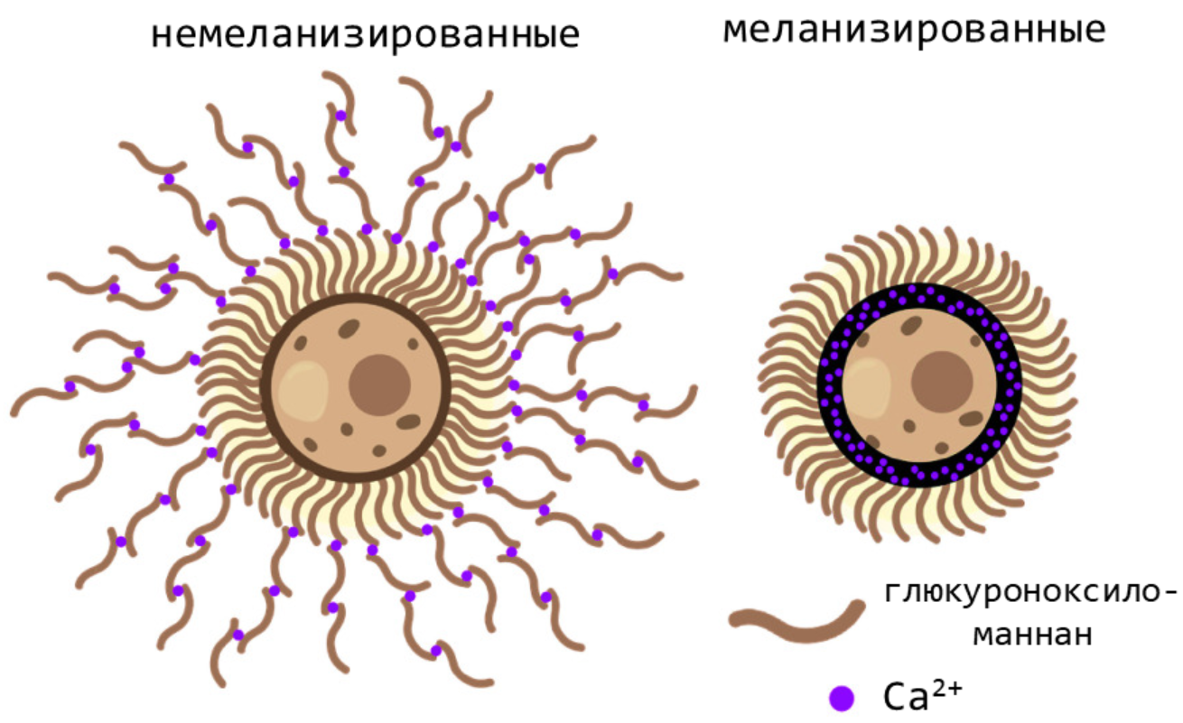 Модель кальций-зависимой сборки внешней полисахаридной капсулы