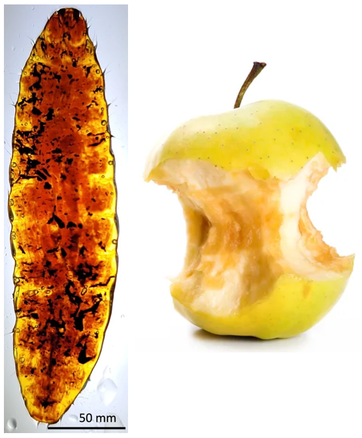 Меланин участвует в иммунном ответе и у насекомых, и у растений