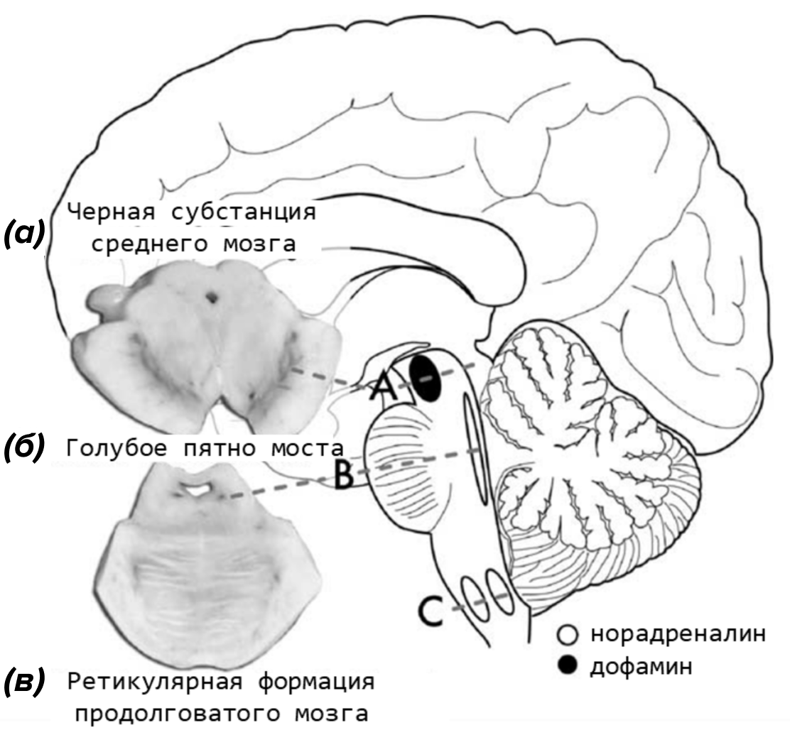 Участки мозга человека, в которых синтезируется нейромеланин