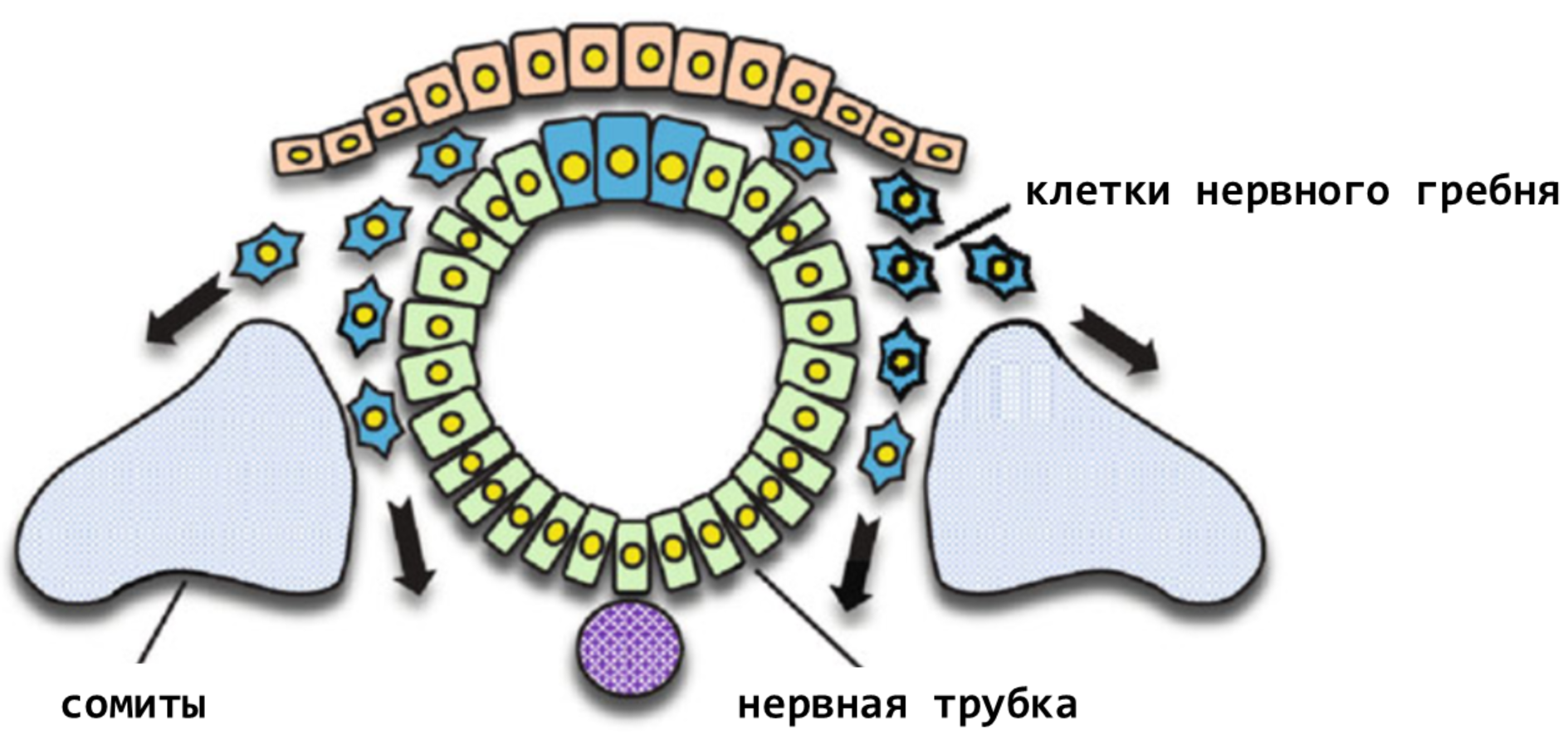 Схема последнего этапа формирования нервного гребня