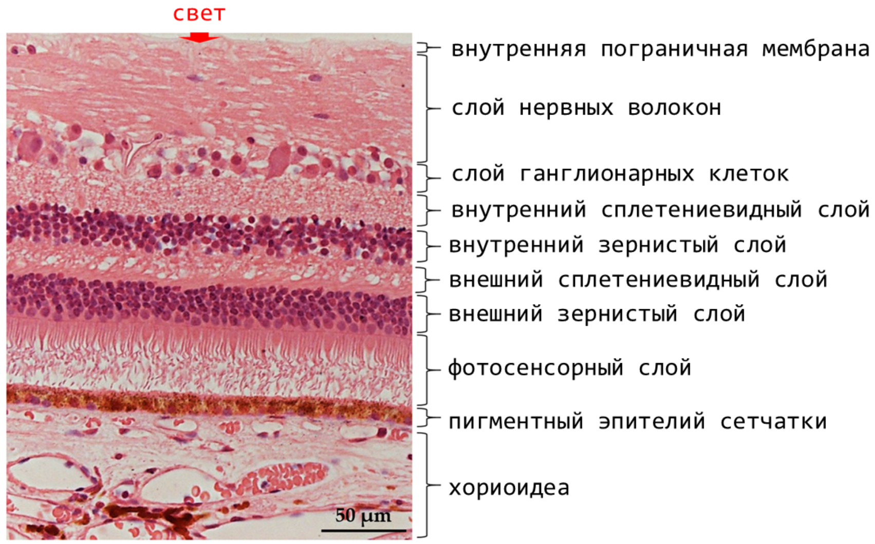 Гистологический препарат сетчатки и собственно сосудистой оболочки глаза (хориоидеа)