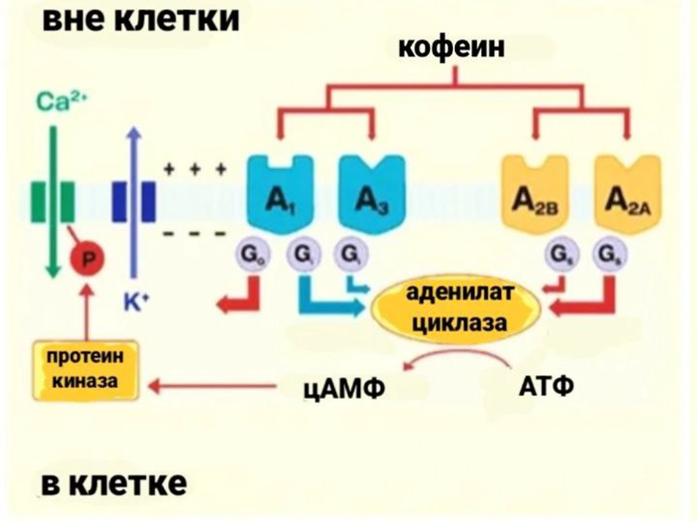 Механизм блокировки аденозиновых рецепторов кофеином