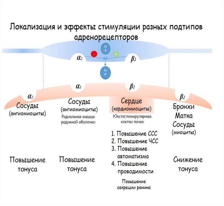 Локализация и эффекты стимуляции разных подтипов адренорецепторов