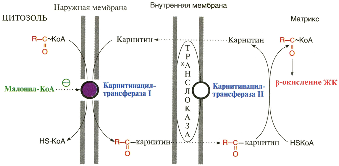 Перенос жирных кислот (ацил-CoA) через мембраны митохондрий в матрикс («карнитиновый челнок»)